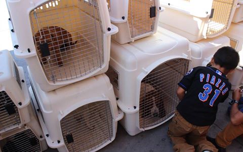 20882666_1621919301185962_5489541878391270005_n