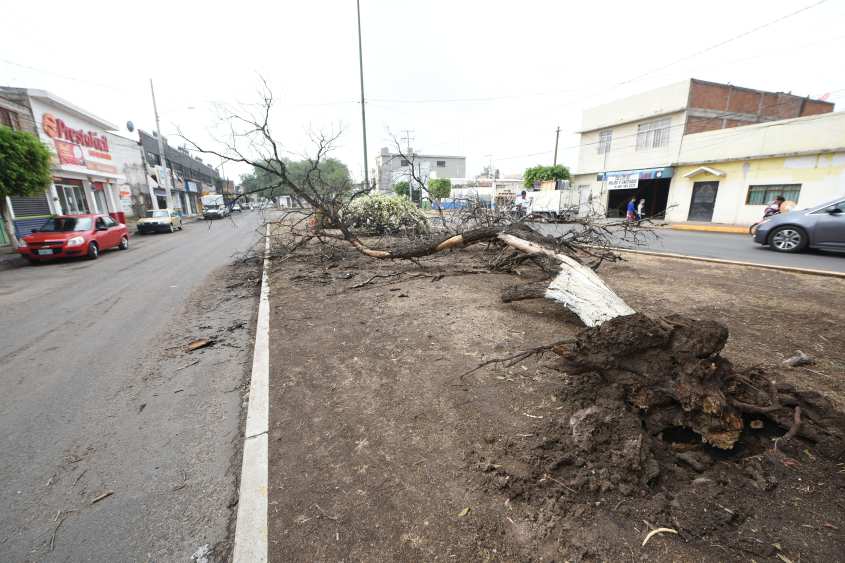 ÁRBOL GÓMEZ MORÍN (4).JPG