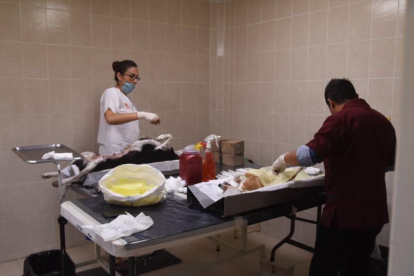 ESTERILIZACIÓN DE MASCOTAS (3)