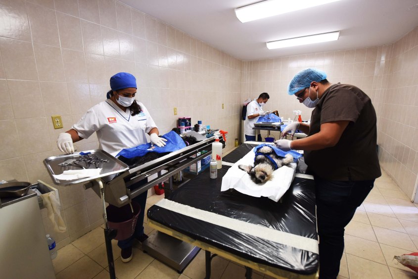 INICIA ESTERILIZACIÓN DE MASCOTAS (4).JPG