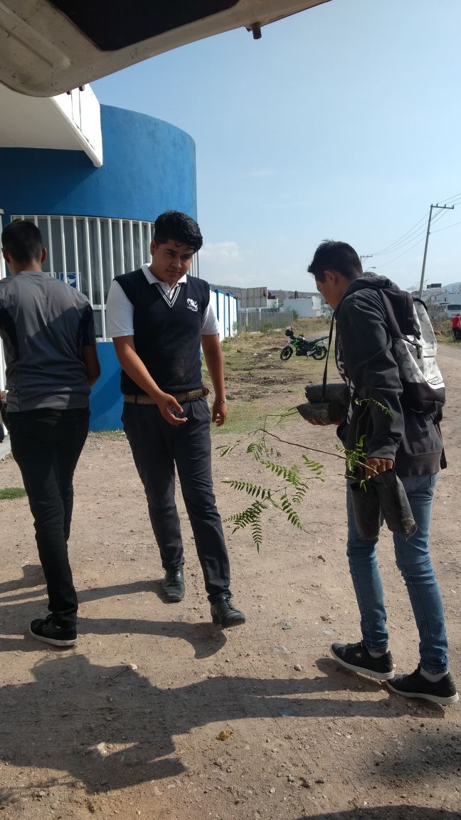 Plantan +ürboles (1)