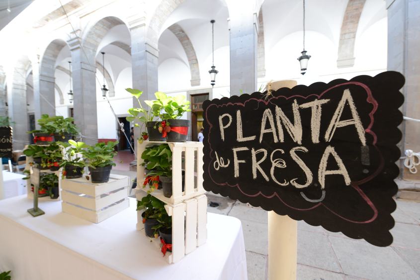 PREVIA FESTIVAL FRESA (1).JPG