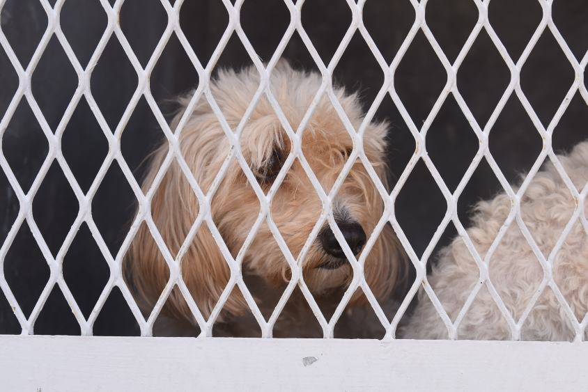 SERVICIOS CANI (2).JPG