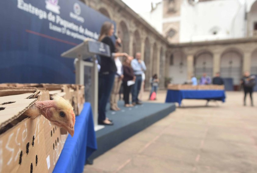 PAQUETES DE AVES (3)