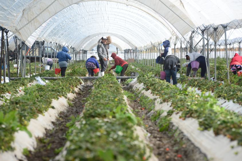 COSECHA DE LA FRESA (2).JPG